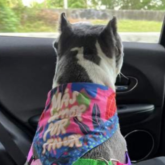 COPY - 🌺 NWT Vibrant Floral Pet Bandana 🌺 - Picture 8 of 10